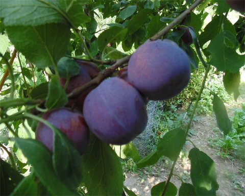 images/stories/virtuemart/product/hative