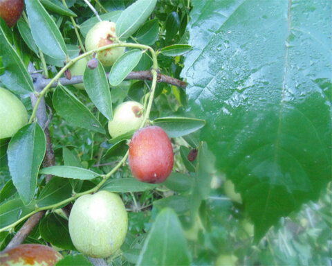 images/stories/virtuemart/product/jin