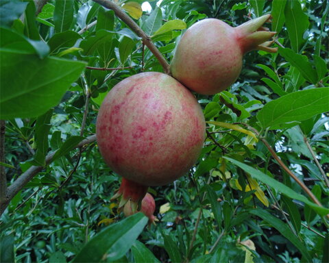 images/stories/virtuemart/product/kazahki