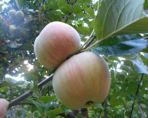 images/stories/virtuemart/product/lowlandrasperry