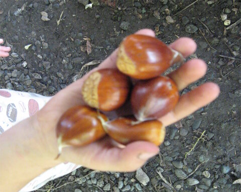 images/stories/virtuemart/product/marrisard