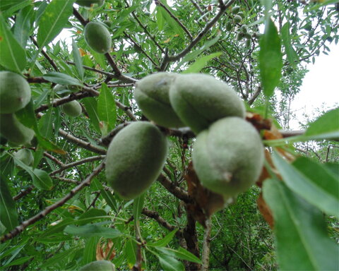 images/stories/virtuemart/product/nonparielalmond