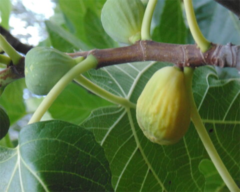 images/stories/virtuemart/product/normansyellow