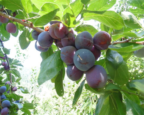 images/stories/virtuemart/product/opal