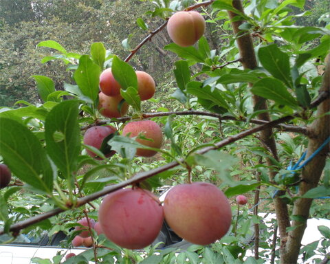 images/stories/virtuemart/product/ozark2