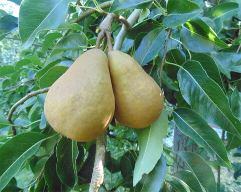 images/stories/virtuemart/product/pyrusohf