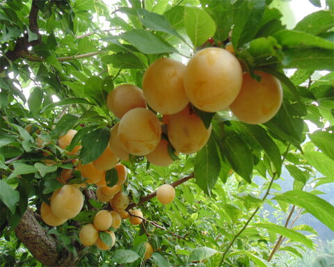 images/stories/virtuemart/product/shiro