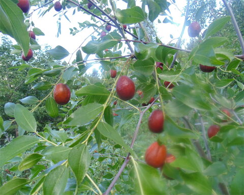 images/stories/virtuemart/product/sugarcane