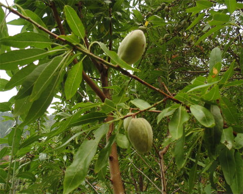 images/stories/virtuemart/product/titanalmond