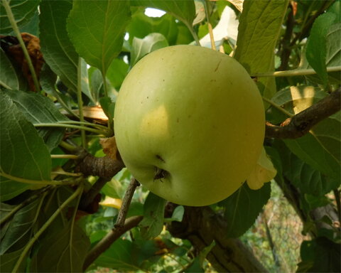 images/stories/virtuemart/product/winterbanana