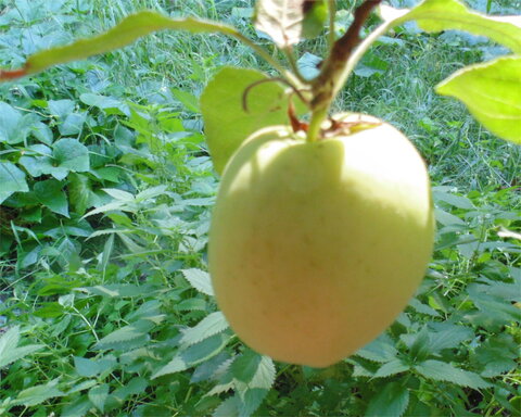 images/stories/virtuemart/product/yellowbellflower