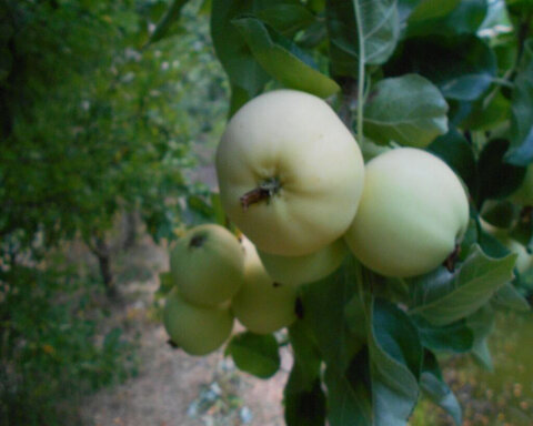 images/stories/virtuemart/product/yellowtransparent